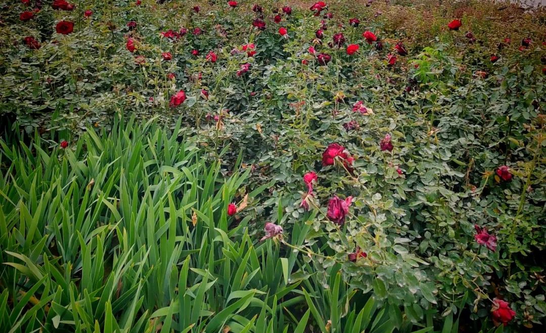 援疆笔记丨第6期：昆玉生活印象——从沙漠荒原到宜居之城(图11)