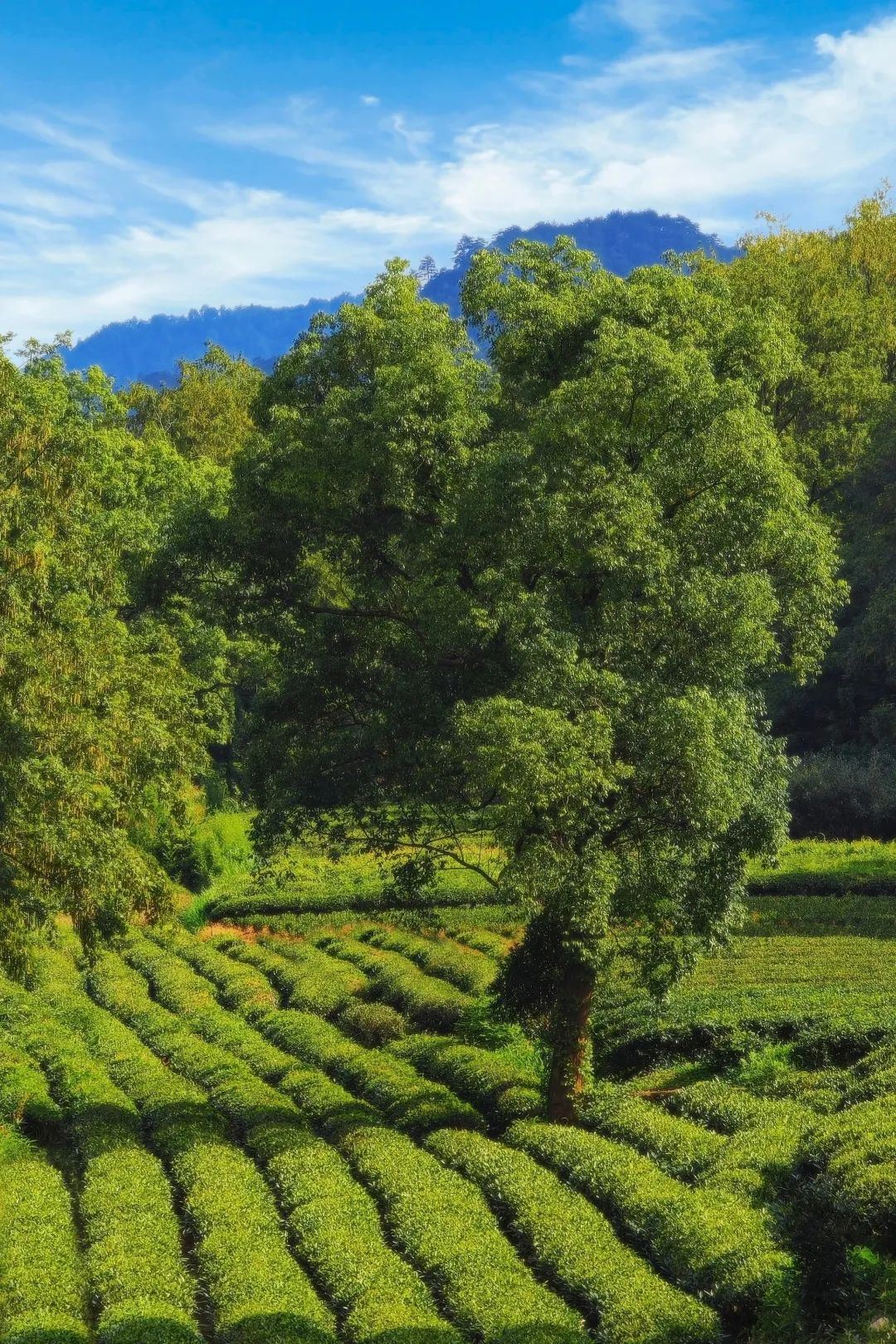 道听丨道朋律师武夷山团建：从法庭到山水，一场灵魂的充电之旅(图27)