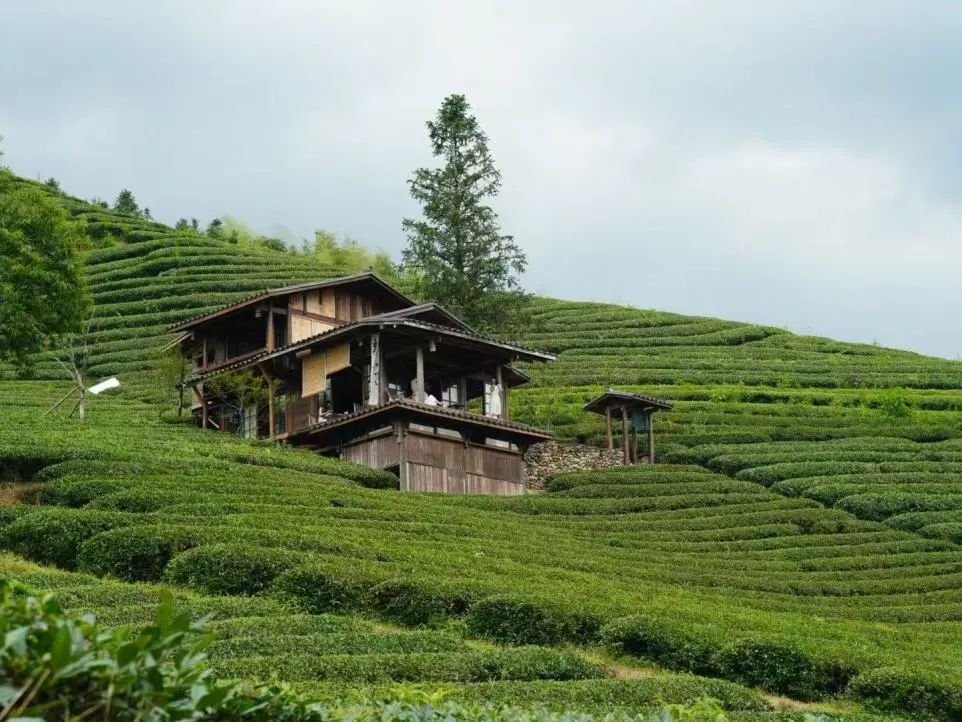 道听丨道朋律师武夷山团建：从法庭到山水，一场灵魂的充电之旅(图31)